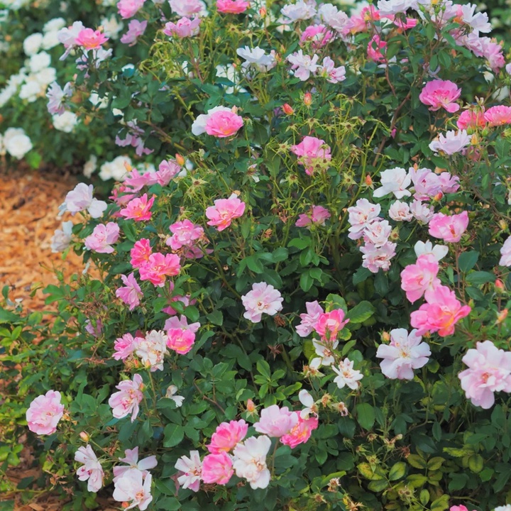 1757490105322021.jpg 瑶光玫迪兰Pink Chantilly