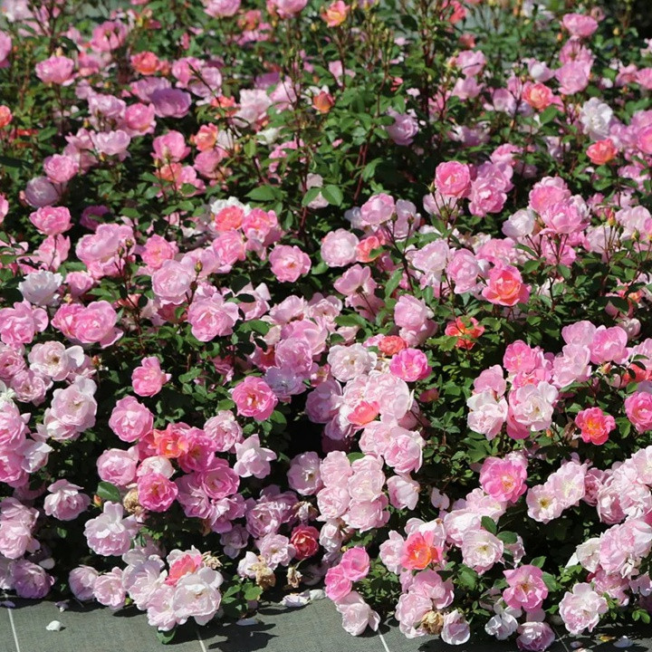 1757490105361688.jpg 瑶光玫迪兰Pink Chantilly