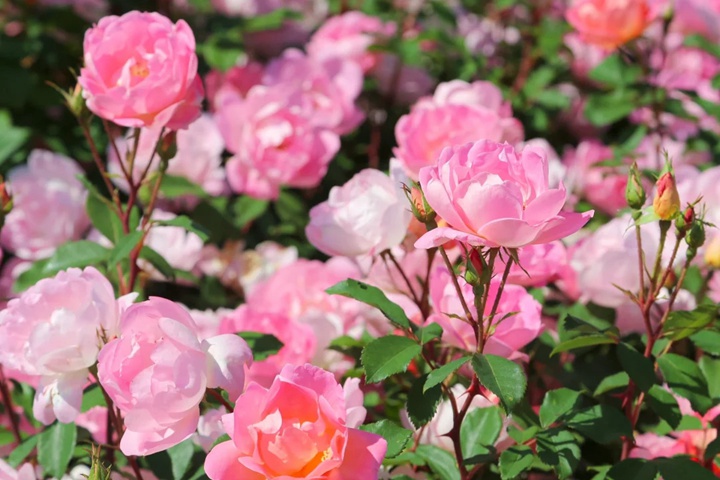 1757490105455684.jpg 瑶光玫迪兰Pink Chantilly