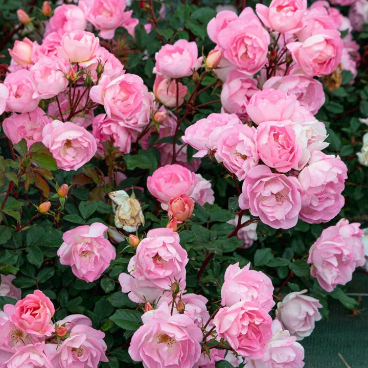 1757490105584931.jpg 瑶光玫迪兰Pink Chantilly