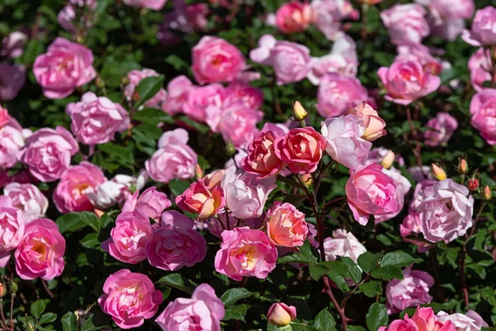 1757490105639472.jpg 瑶光玫迪兰Pink Chantilly
