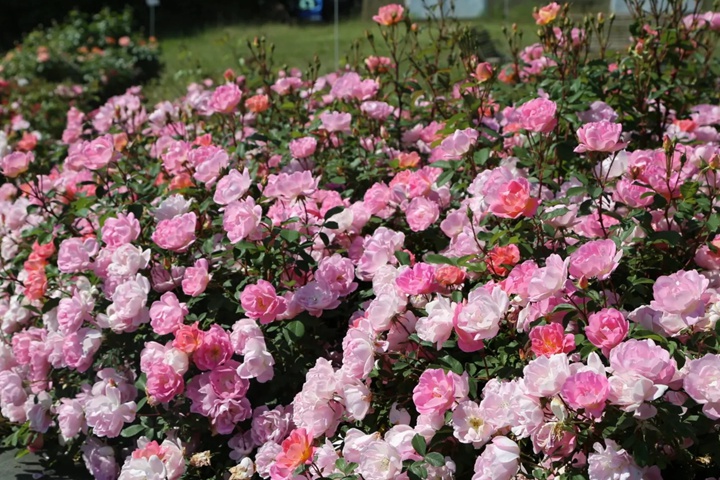 1757490105642670.jpg 瑶光玫迪兰Pink Chantilly