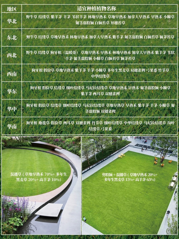 1757659375412597.jpg 花园草坪用什么品种好