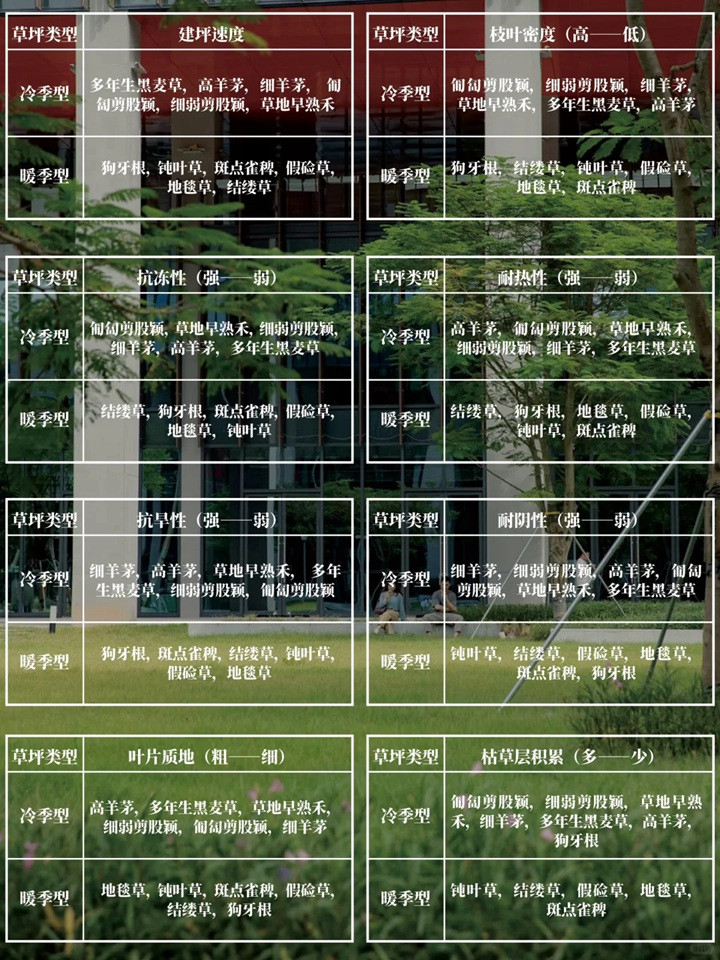 1757659376234084.jpg 花园草坪用什么品种好