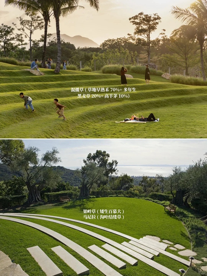 1757659376592506.jpg 花园草坪用什么品种好