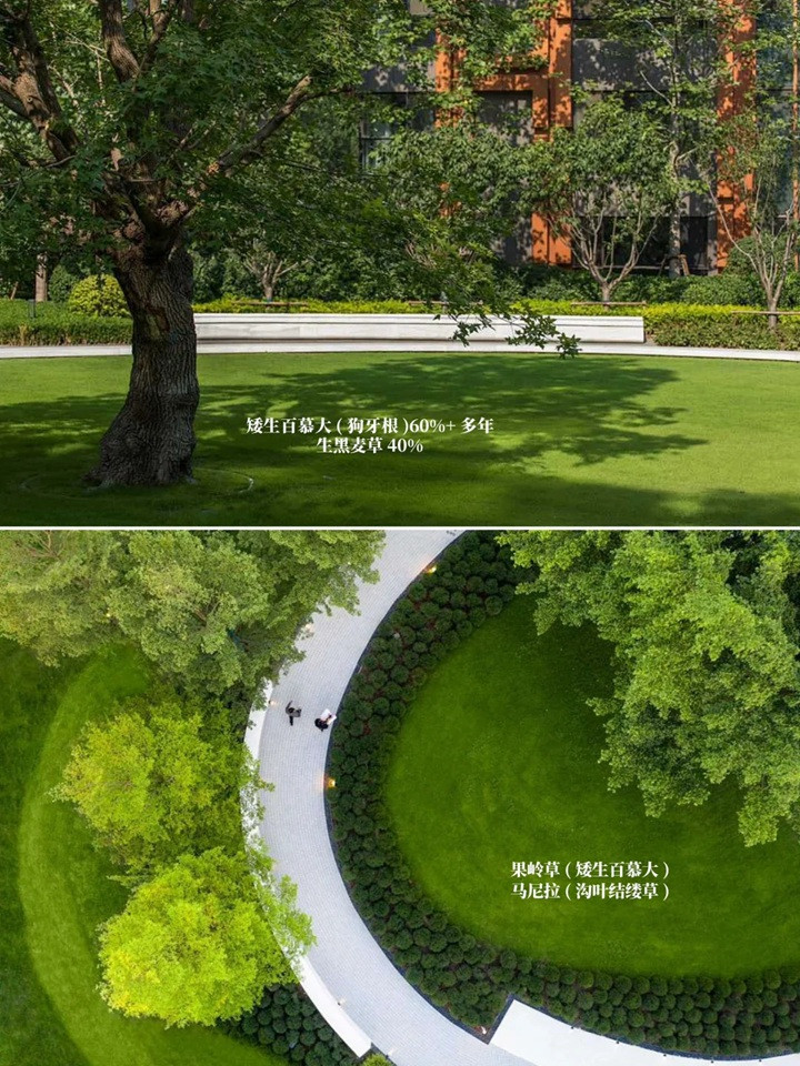 1757659376846669.jpg 花园草坪用什么品种好