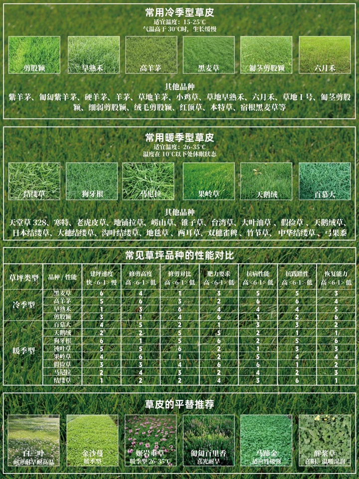 1757659436471912.jpg 花园草坪用什么品种好