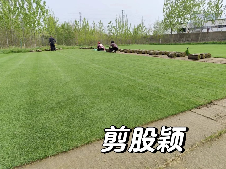 1757901135476777.jpg 剪股颖草坪和果岭草对比有什么优缺点