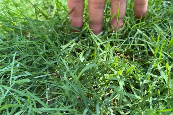 1758083024743840.jpg 细弱型剪股颖和匍匐剪股颖区别