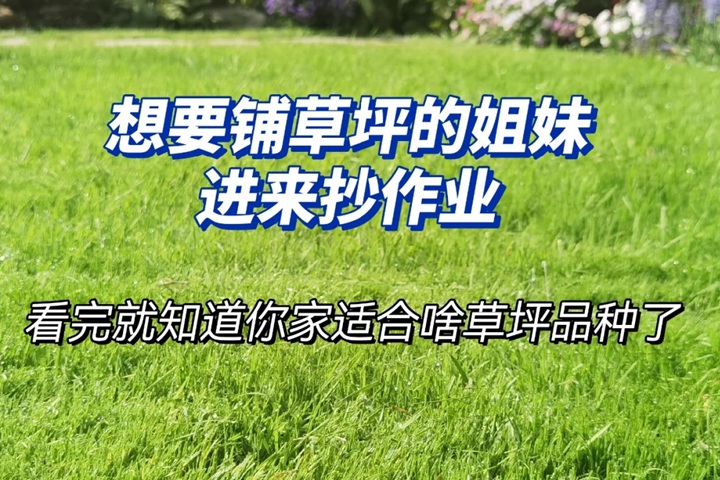 1758092521671243.jpg 江浙沪地区草坪品种如何来选择