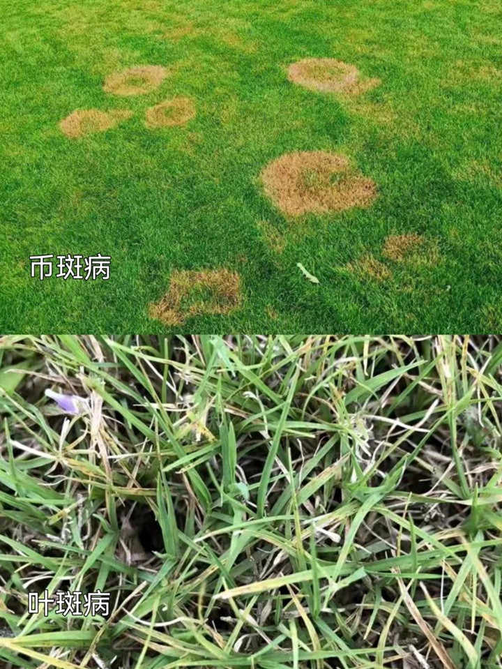 1758092920198342.jpg 草坪常见病害及用药防治方法
