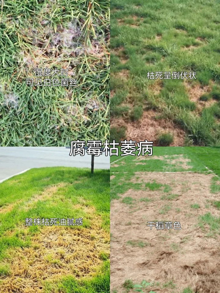 1758092920285422.jpg 草坪常见病害及用药防治方法