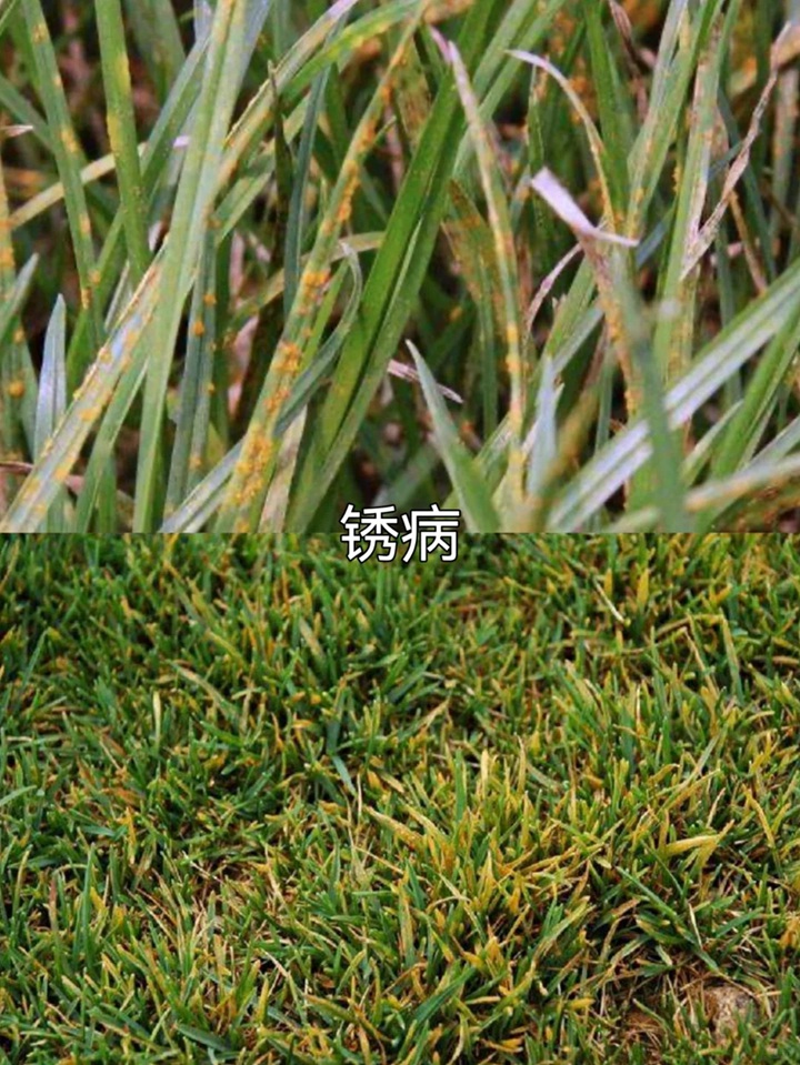 1758092920746728.jpg 草坪常见病害及用药防治方法
