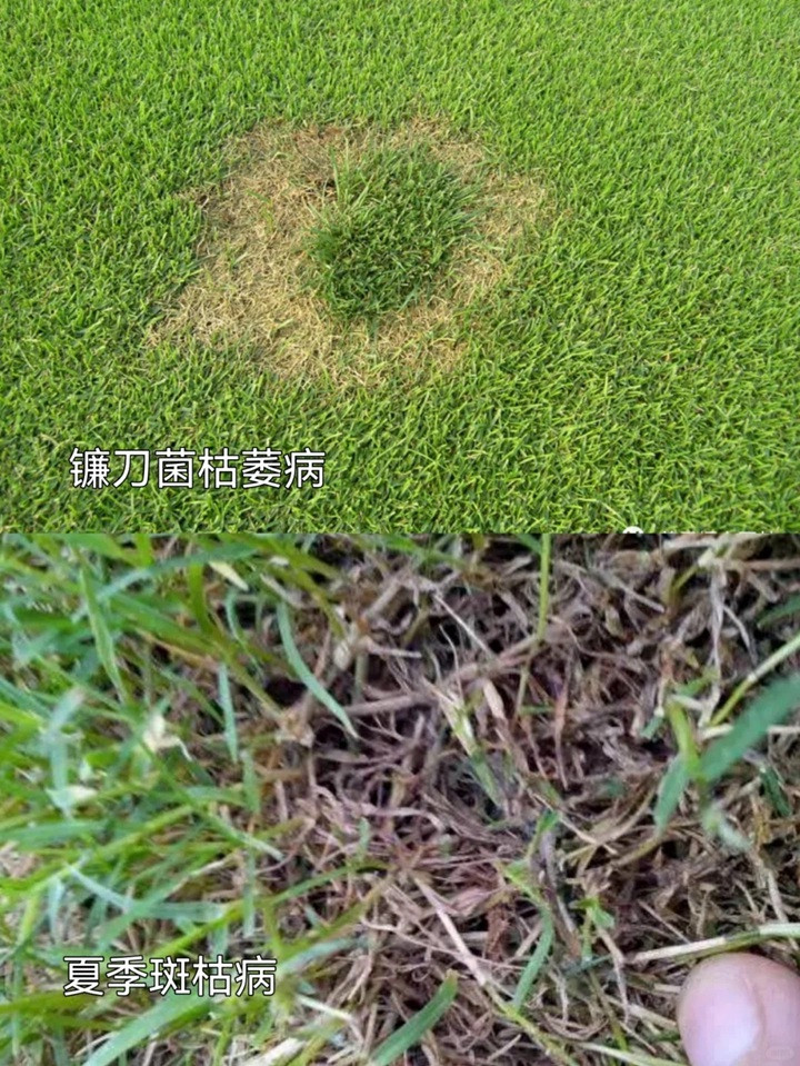 1758092920908294.jpg 草坪常见病害及用药防治方法
