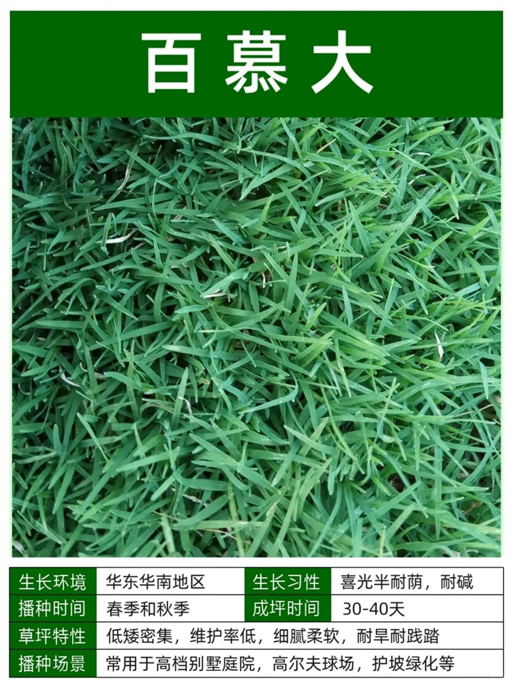 1758093548146753.jpg 10种常见草坪品种特征详解