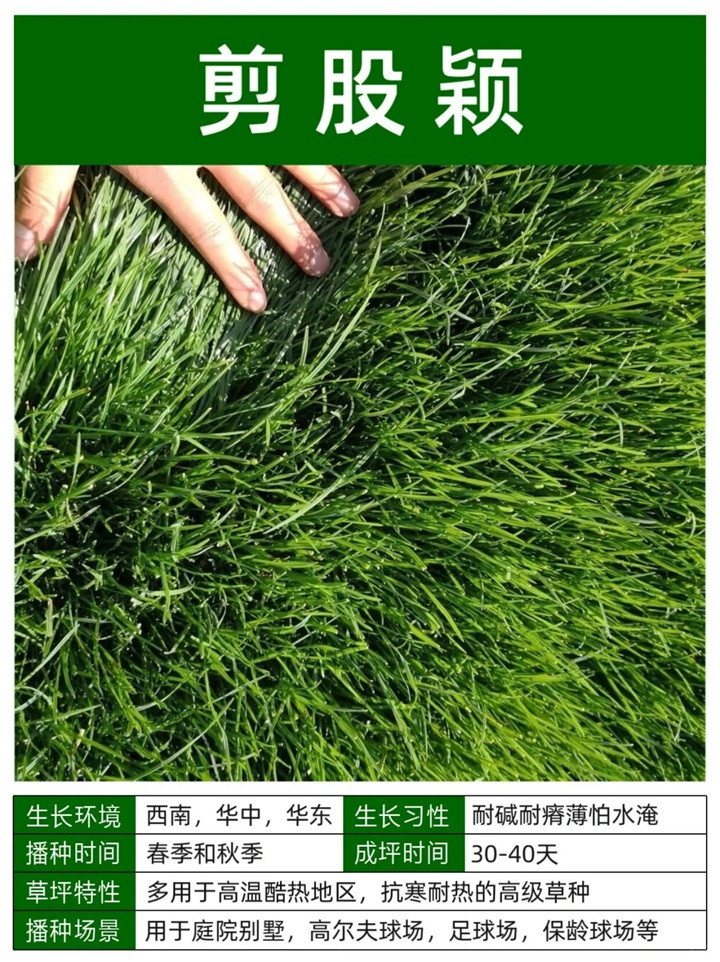 1758093548176703.jpg 10种常见草坪品种特征详解