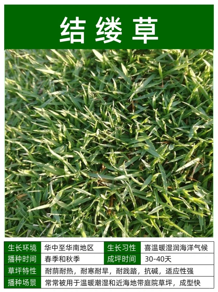 1758093548336157.jpg 10种常见草坪品种特征详解