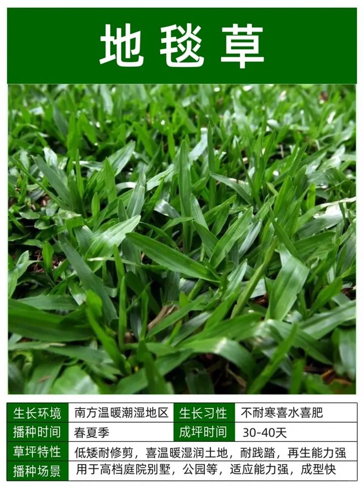 1758093548374162.jpg 10种常见草坪品种特征详解