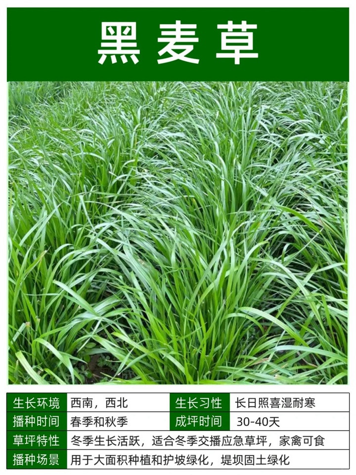 1758093548646092.jpg 10种常见草坪品种特征详解