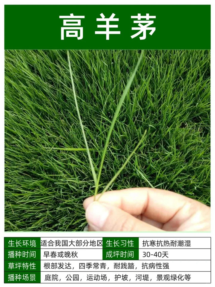 1758093548895969.jpg 10种常见草坪品种特征详解