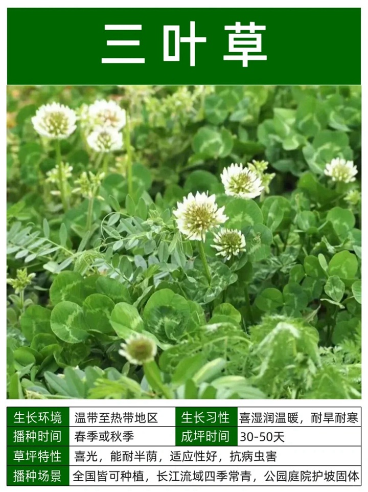1758093549193944.jpg 10种常见草坪品种特征详解
