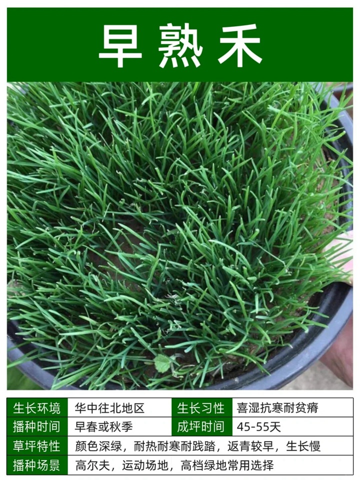 1758093549348561.jpg 10种常见草坪品种特征详解