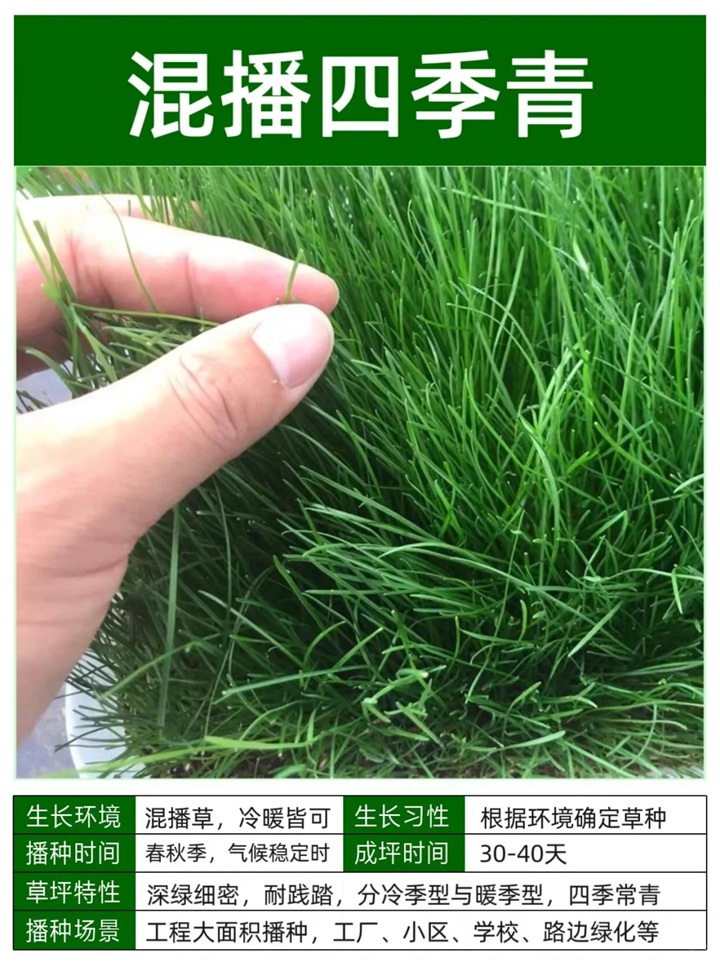 1758093549721535.jpg 10种常见草坪品种特征详解