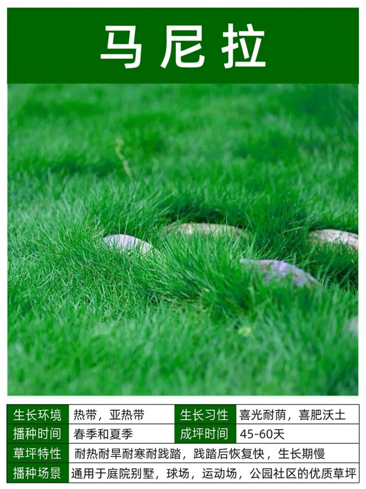 1758093549919012.jpg 10种常见草坪品种特征详解