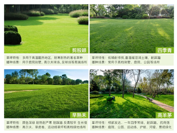 1758094432558421.jpg 别墅庭院最常用的四种草坪推荐