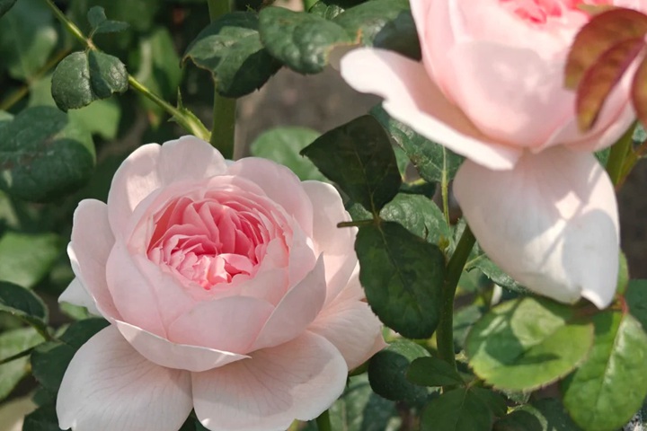 1759825061506931.jpg 月季养护指南|从“药罐子”到开花机器的逆袭
