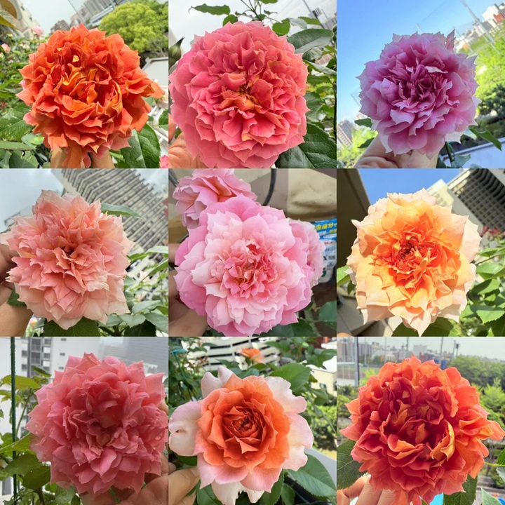 1759984186124861.jpg 爵士