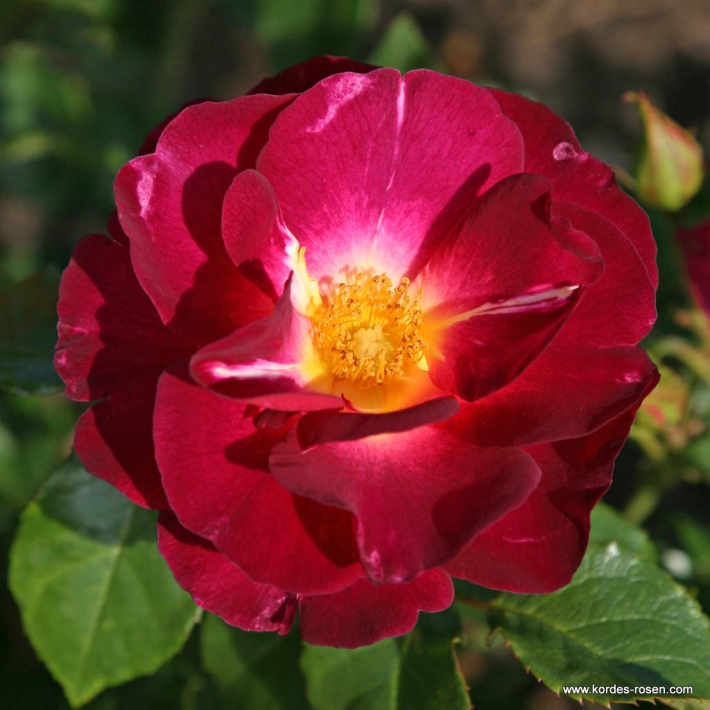 1760057385452641.jpg 花之岛 Ile de Fleurs