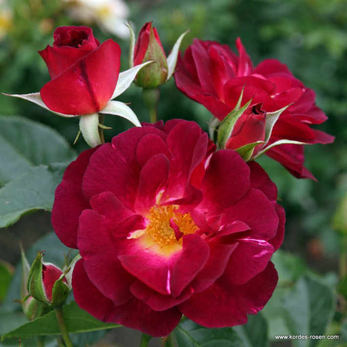 1760057391584752.jpg 花之岛 Ile de Fleurs