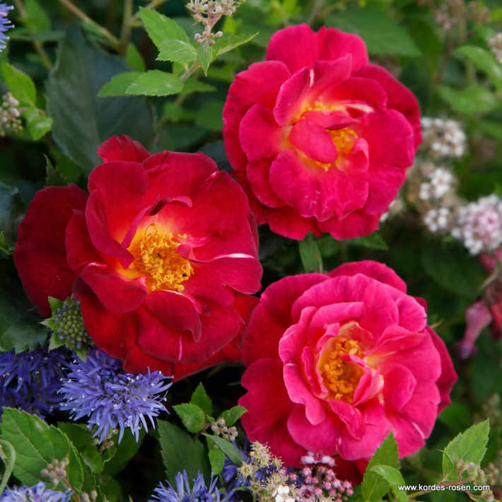 1760057395350558.jpg 花之岛 Ile de Fleurs