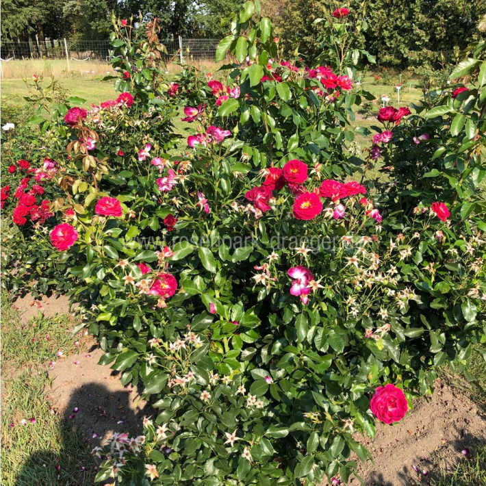 1760057400294932.jpg 花之岛 Ile de Fleurs