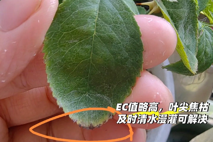 1760164795772279.jpg 月季水肥管理避坑指南