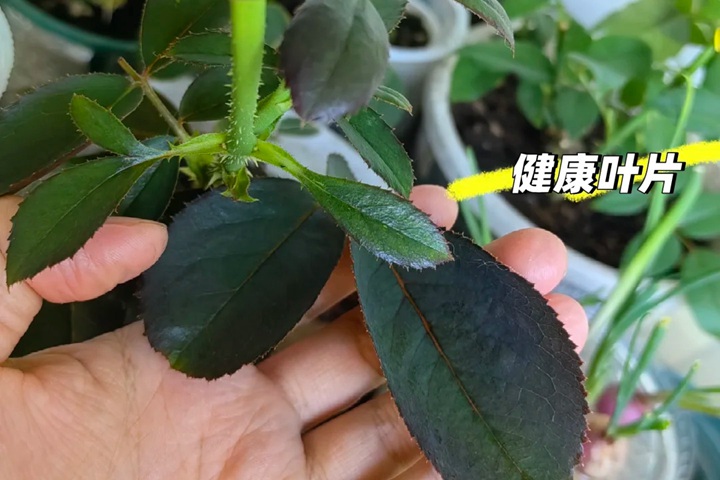 1760164806603933.jpg 月季水肥管理避坑指南