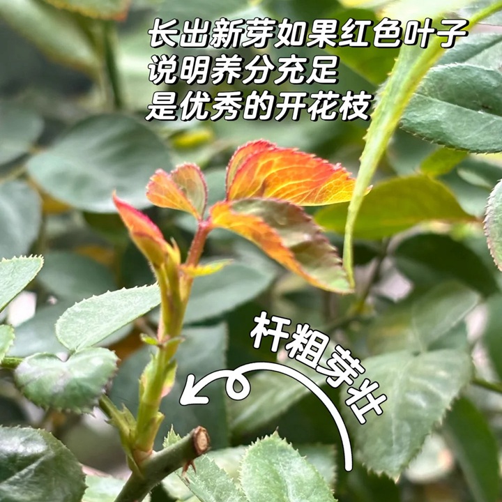 1760168932342914.jpg 10月月季养护攻略:如何开好秋花