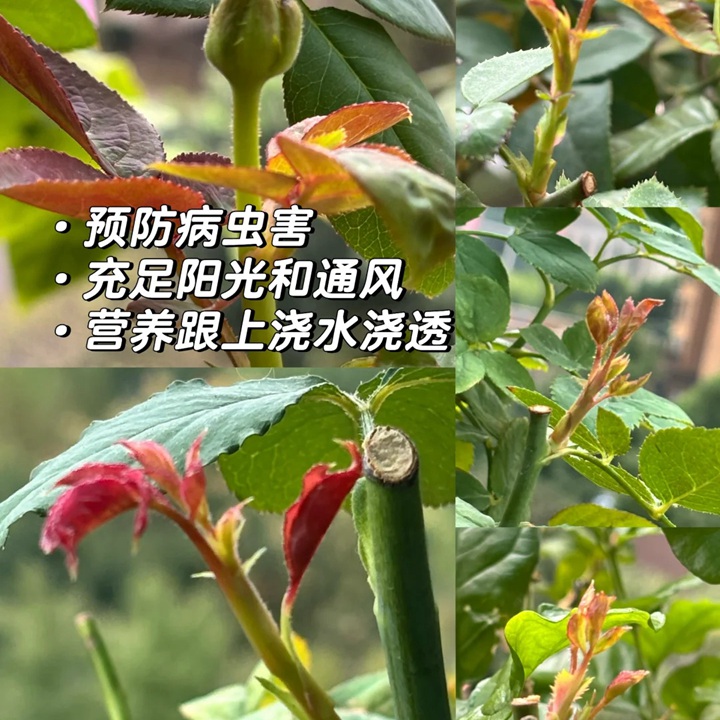 1760168932784168.jpg 10月月季养护攻略:如何开好秋花