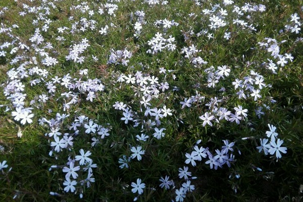 1761876506322086.jpg 秋天这个季节花园里面适合种些什么花?
