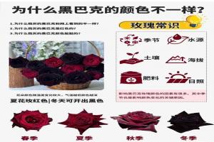 为什么黑巴克的花色开得都不一样