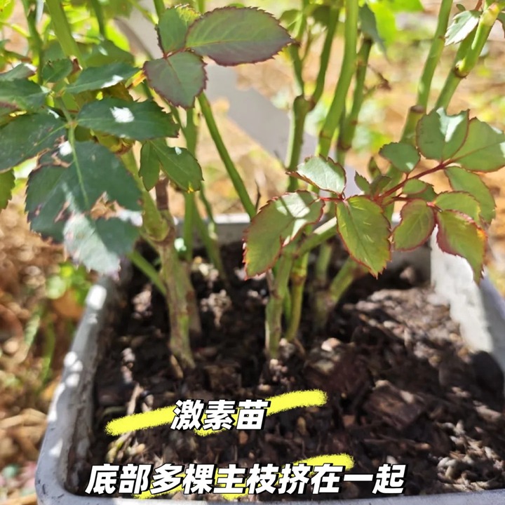拯救“激素苗”全攻略