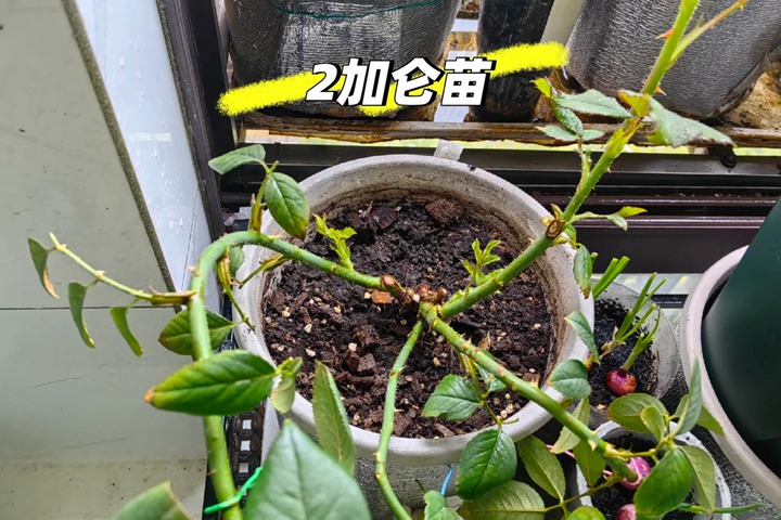 拯救“激素苗”全攻略