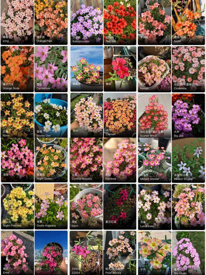 1764037131314582.jpg 酢浆草有多少品种