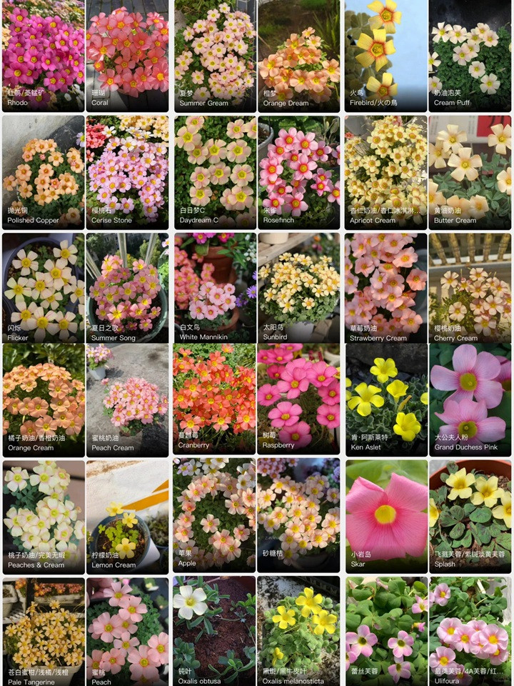 1764037131765804.jpg 酢浆草有多少品种