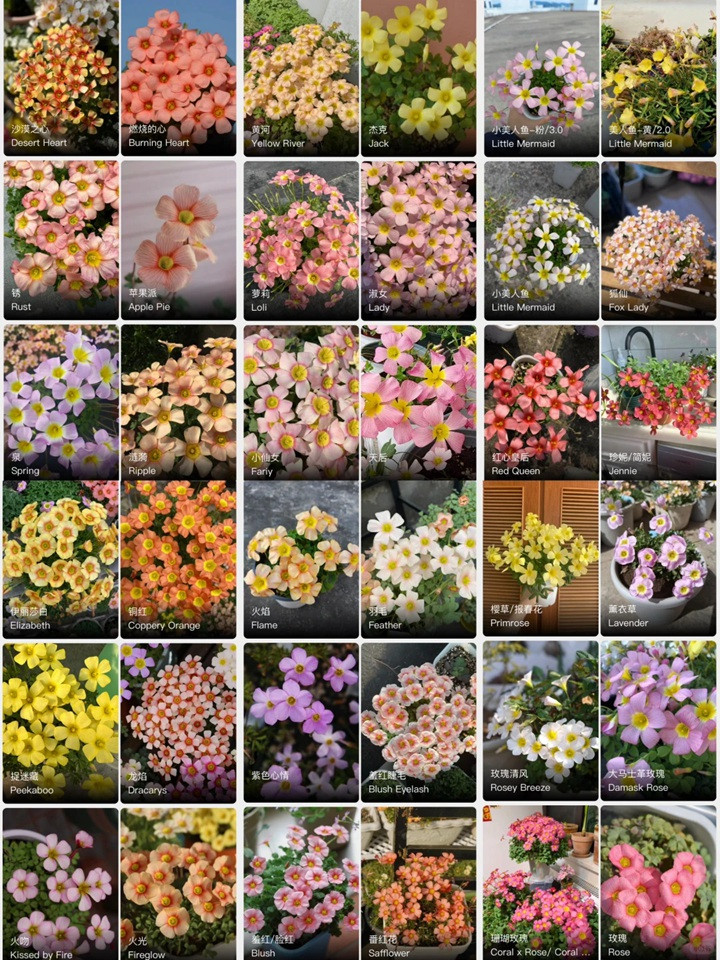 1764037132189189.jpg 酢浆草有多少品种