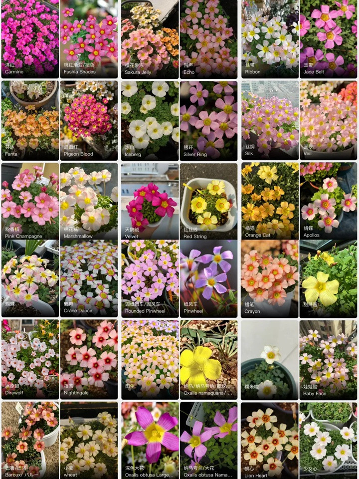 1764037132315599.jpg 酢浆草有多少品种
