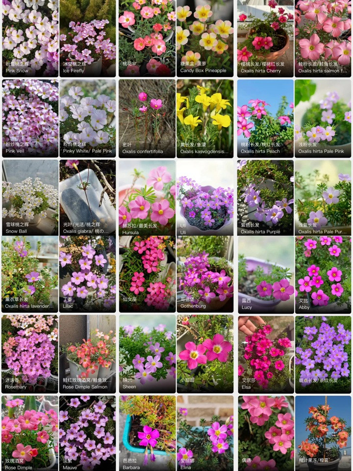 1764037132682071.jpg 酢浆草有多少品种