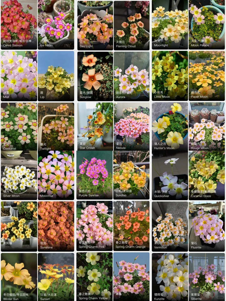 1764037132995434.jpg 酢浆草有多少品种