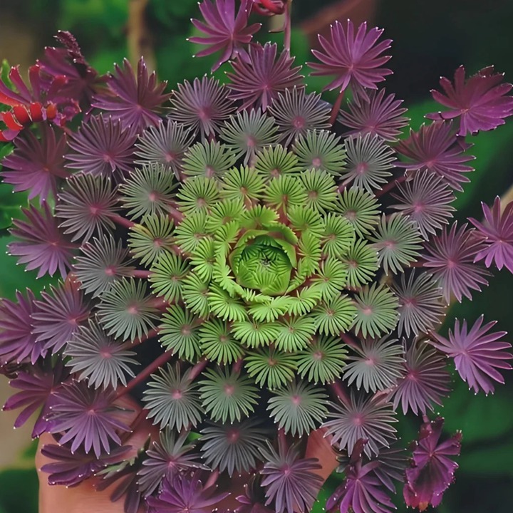 1764037351600514.jpg 酢浆草有多少品种